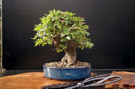 Bonsai: A Step-by-Step Guide to Growing and Caring for Miniature Trees, - Nurturing Tiny Worlds with Ancient Wisdom and Modern Techniques!